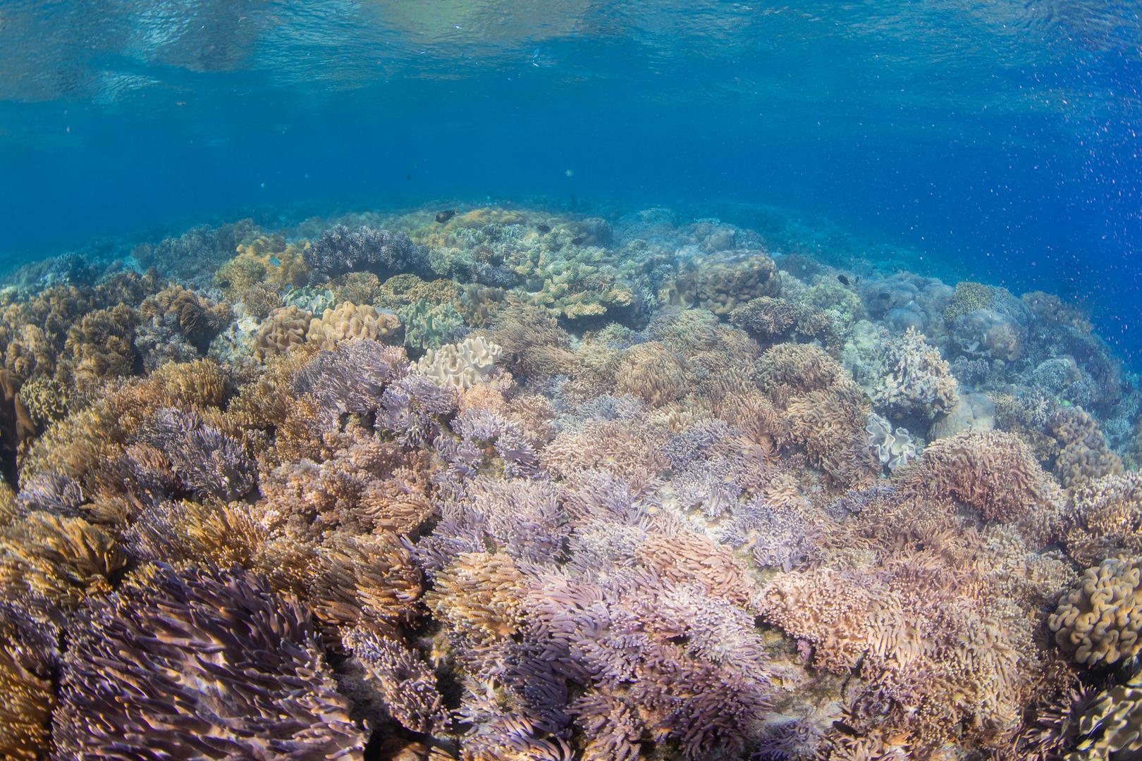 浅海珊瑚视频的预览图