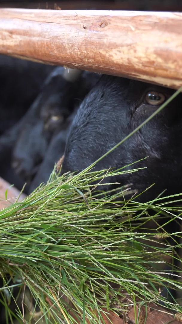 牧场羊圈亲子活动喂动物视频的预览图