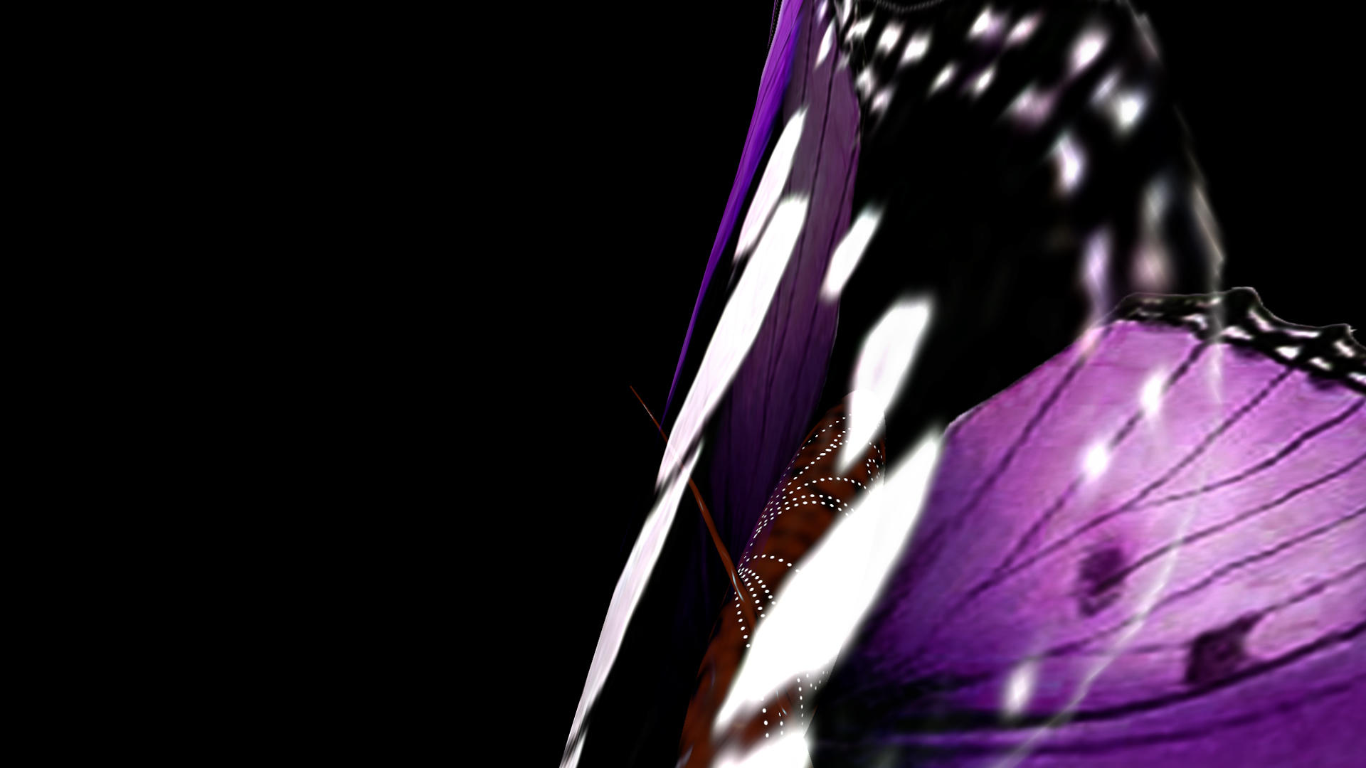 微距离蝴蝶飞行视频的预览图