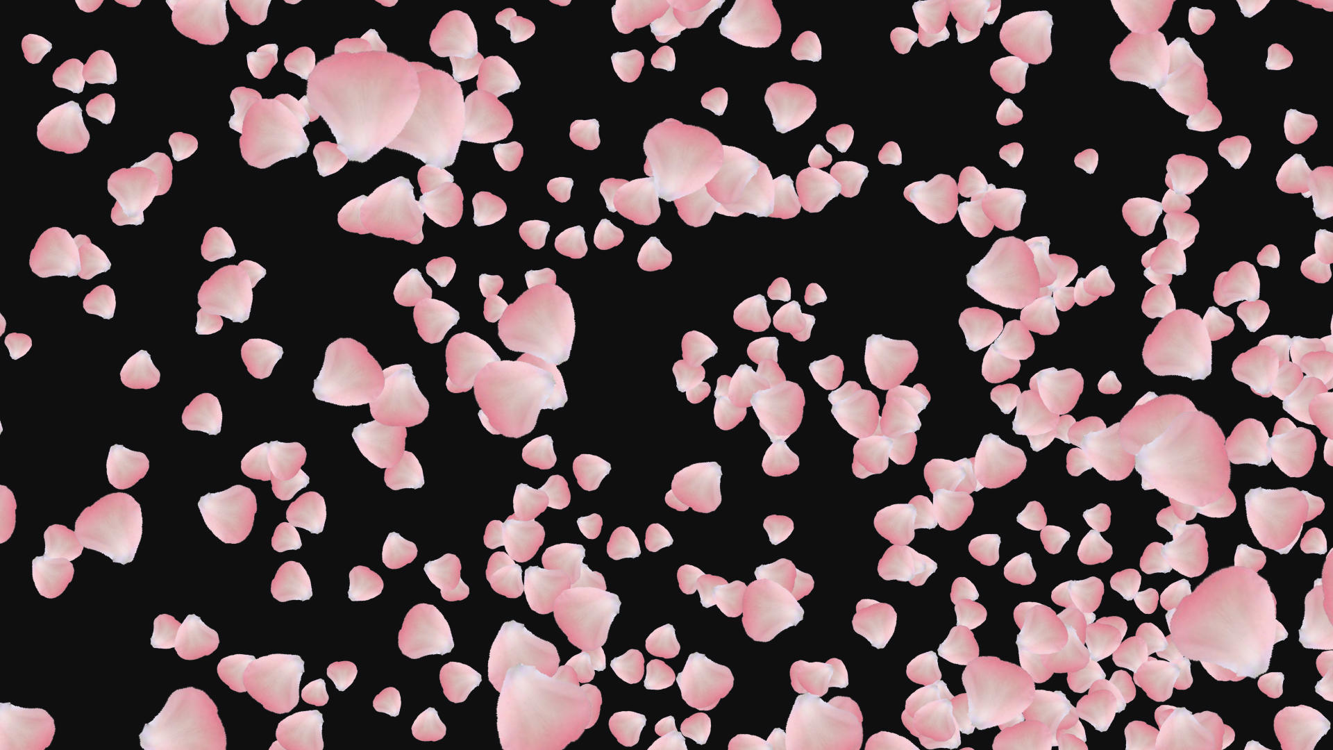 樱花花瓣飘散视频的预览图
