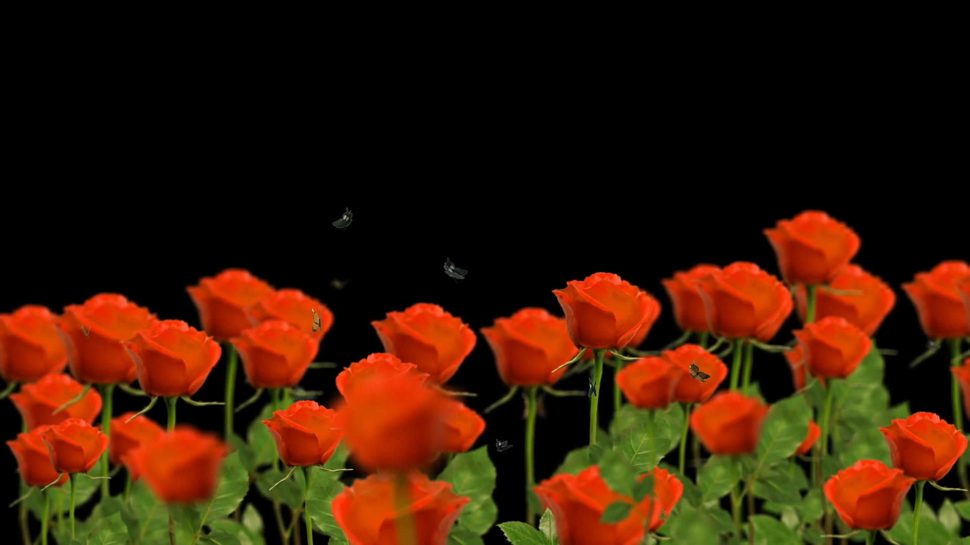 透明通道玫瑰花丛视频素材视频的预览图