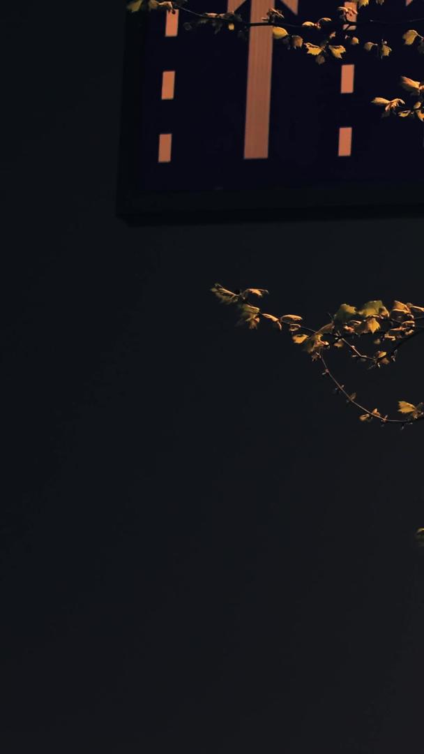 灯光下的树枝视频的预览图