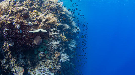 海底珊瑚礁视频的预览图