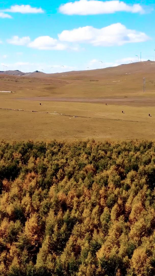 辉腾郭勒草原蒙古包视频的预览图