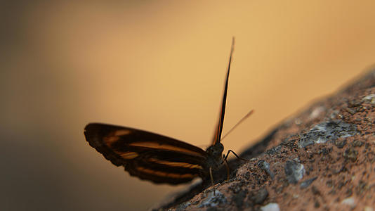 慢镜头升格微距拍摄4k素材蝴蝶扇动翅膀视频的预览图