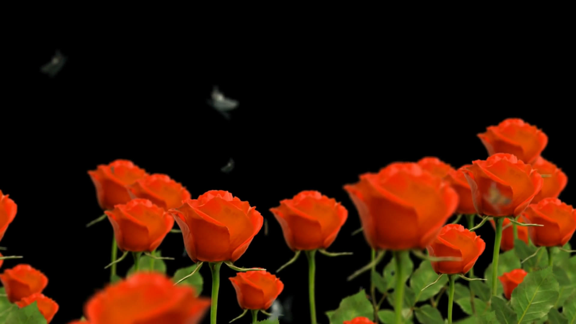 透明通道玫瑰花穿梭视频素材视频的预览图