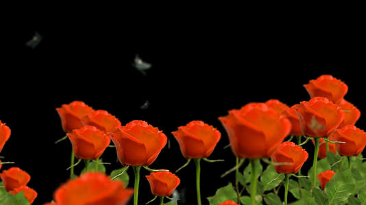 透明通道玫瑰花穿梭视频素材视频的预览图