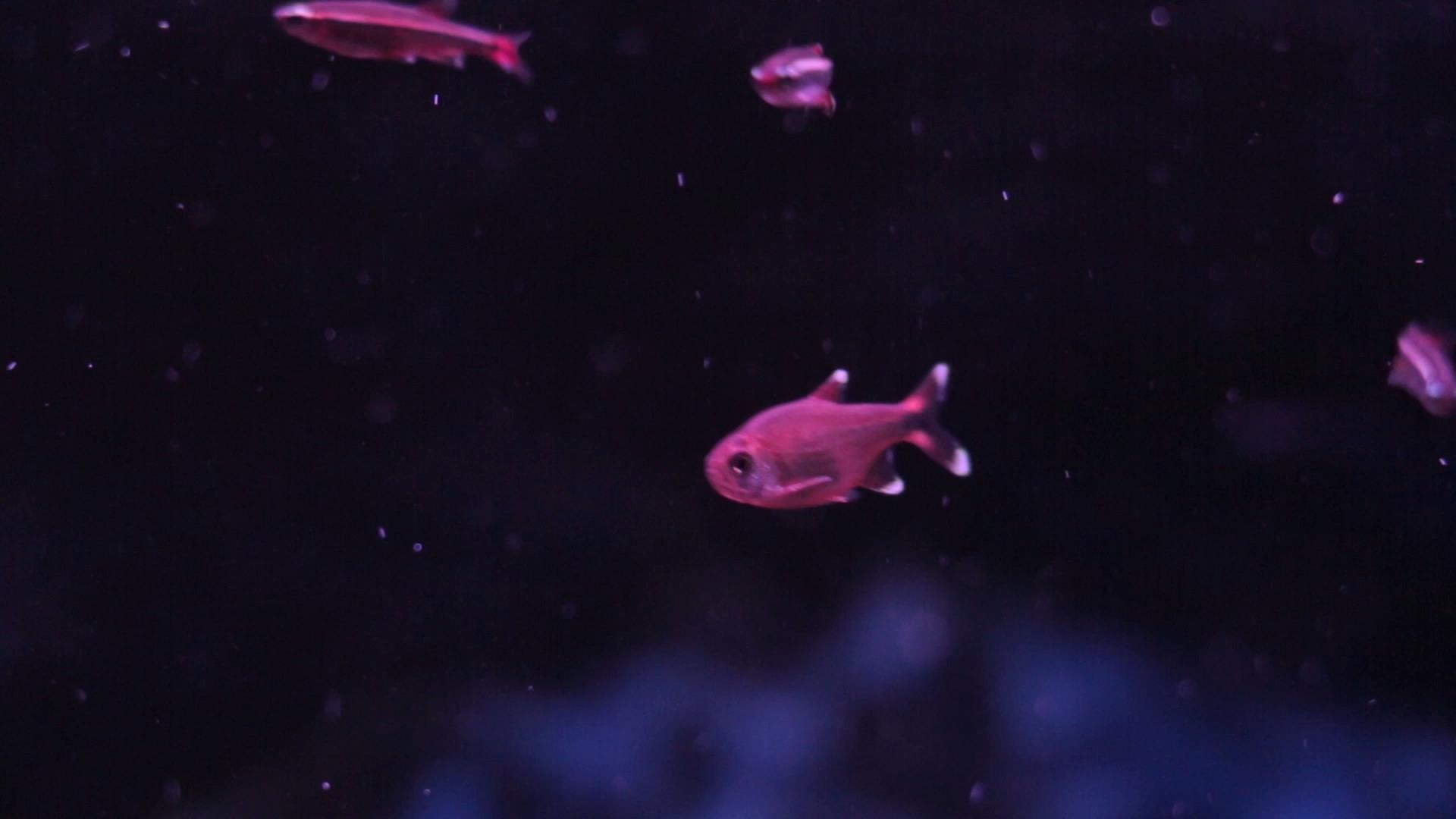 小鱼游动实拍视频素材视频的预览图