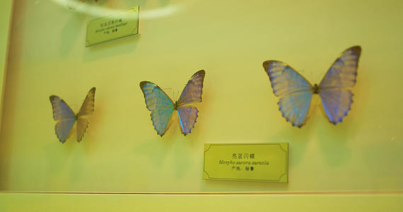 昆虫博物馆蝴蝶标本4K合集视频的预览图