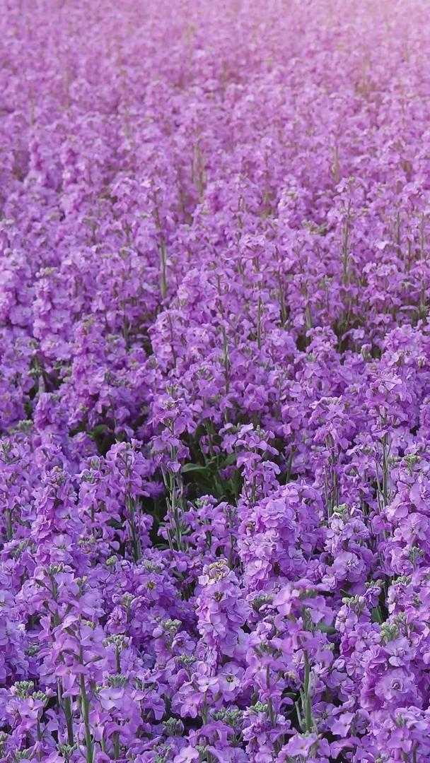 紫罗兰在春天开花视频的预览图