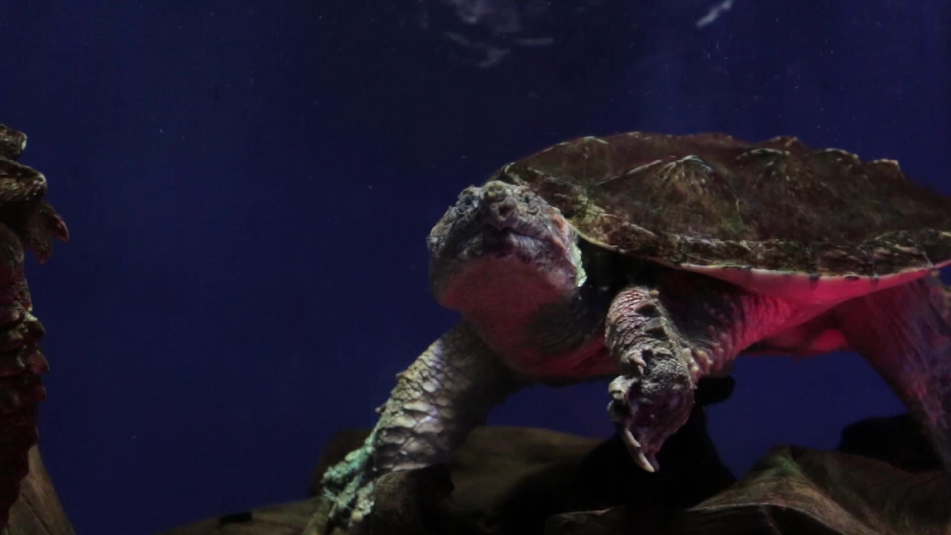 猪鼻龟实拍视频素材视频的预览图
