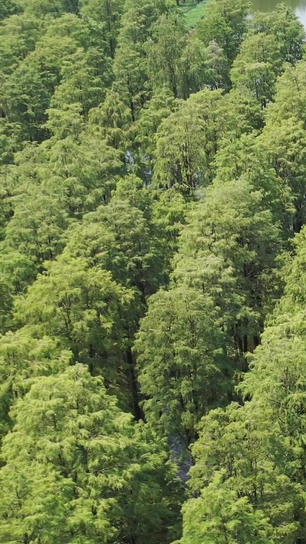 水上森林扬州洋湖湿地公园视频的预览图