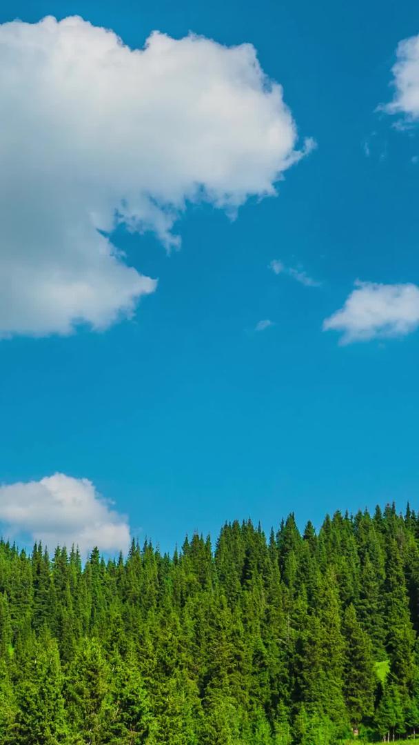 松树林针叶林山蓝天白云视频的预览图