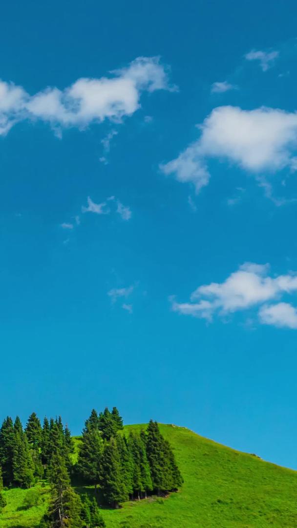 松树林针叶林山蓝天白云视频的预览图
