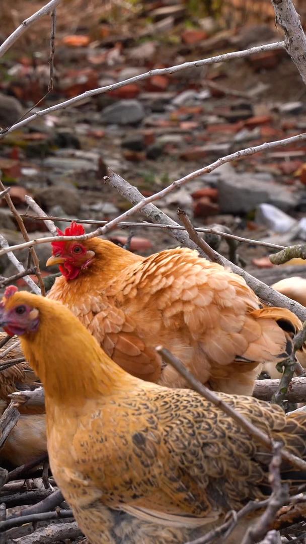 土鸡、母鸡、家禽、养鸡、农村养鸡、散养鸡视频的预览图