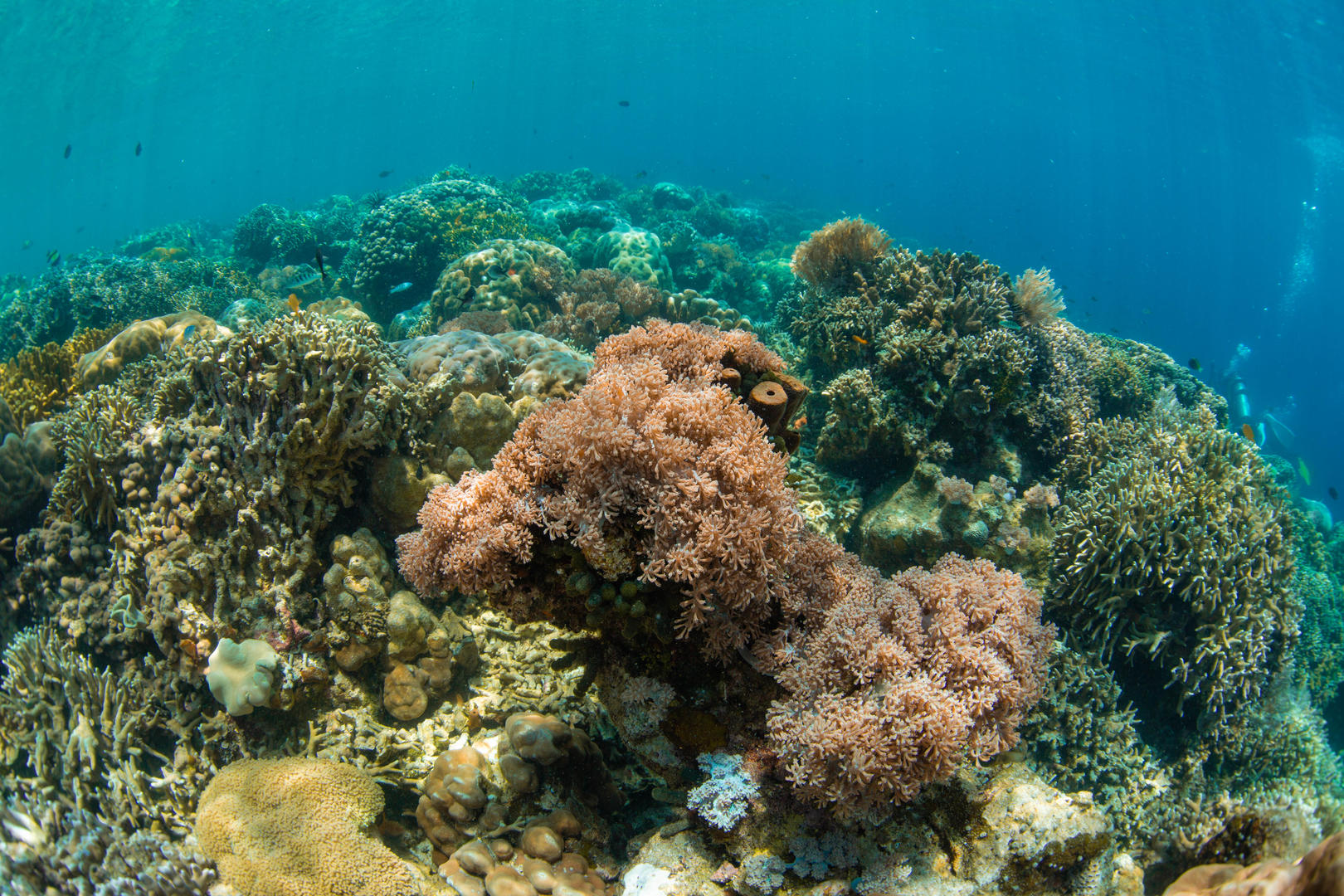 海底缤纷珊瑚礁视频的预览图
