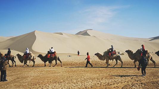 4K沙漠旅游骆驼队骑行观光视频素材视频的预览图