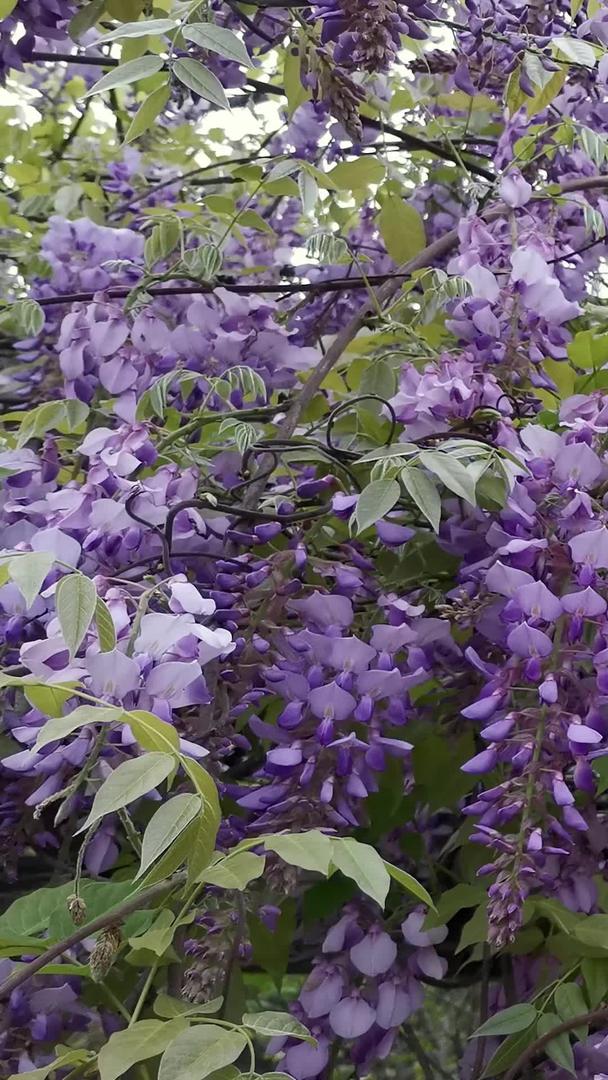 春天盛开的紫藤花视频的预览图