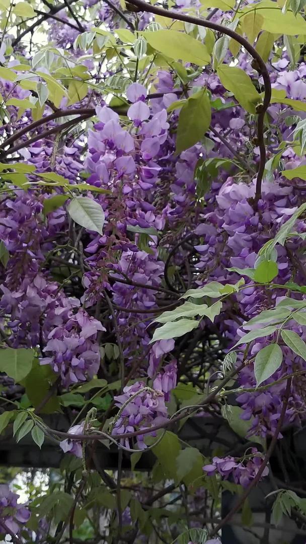 春天盛开的紫藤花视频的预览图