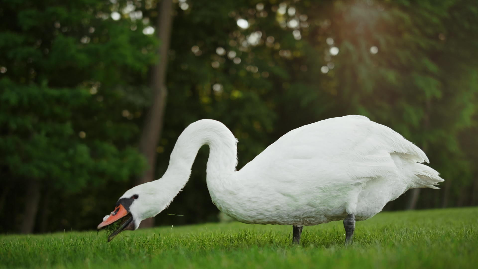 美丽的天鹅在阳光明媚的草地上觅食视频的预览图