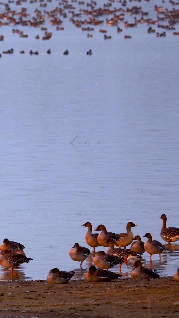 自然生态视频素材候鸟群嬉戏视频的预览图