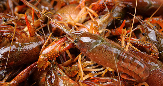 4K小龙虾活虾鲜虾食材视频的预览图