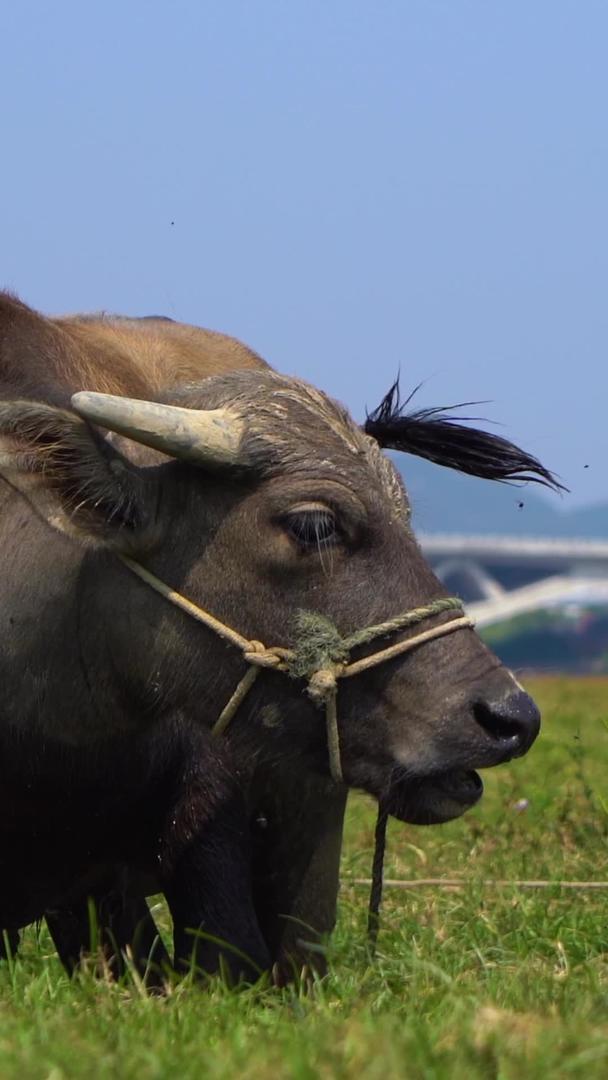 在乡村田野里吃草的水牛视频的预览图