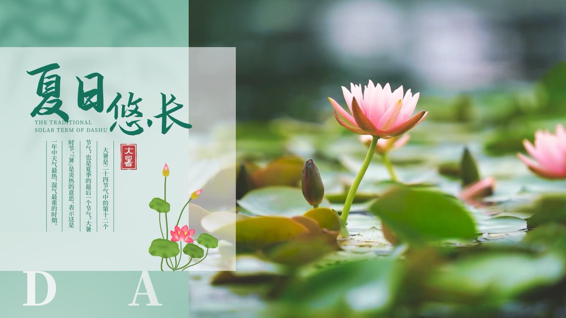 简洁清新大暑图文展示AE模板视频的预览图