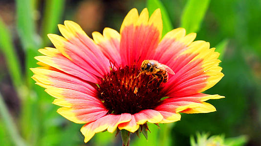 4K实拍菊花与蜜蜂视频的预览图