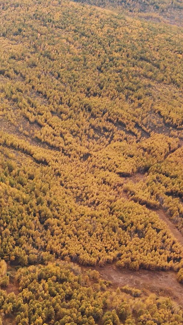 秋季阿尔山驼峰天池全景视频的预览图