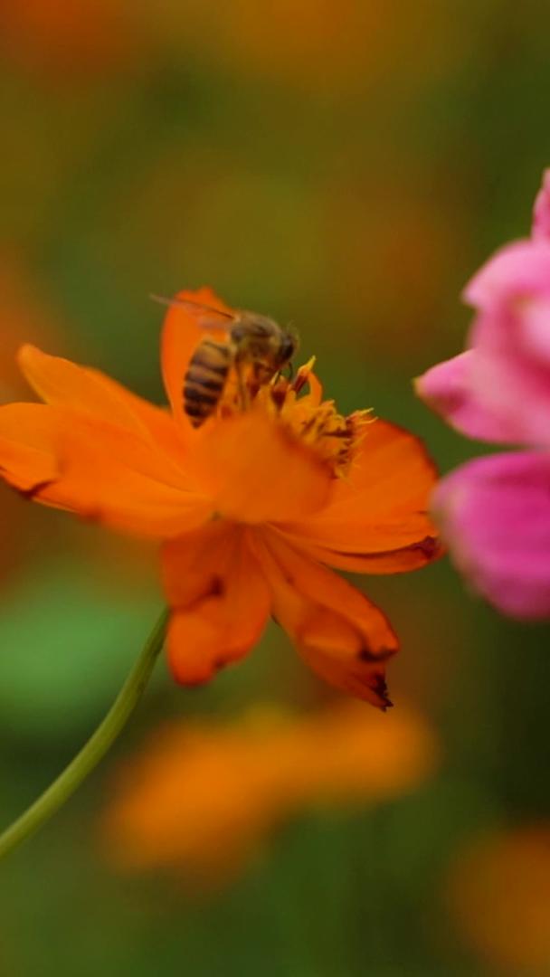 蜜蜂在花上采蜜视频的预览图