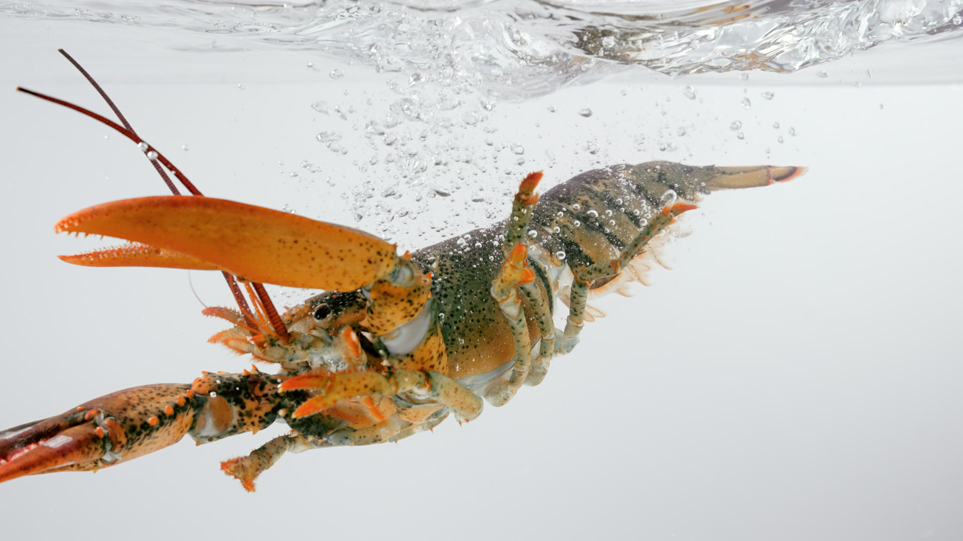 4K鲜活波士顿龙虾落入水中视频的预览图