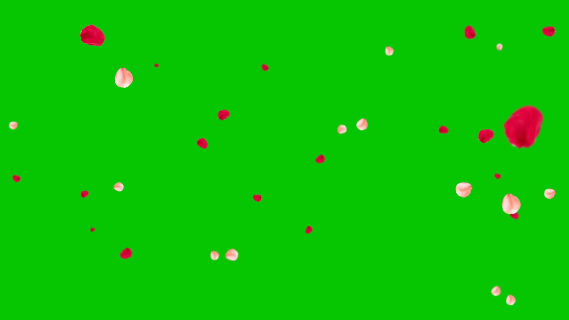 4K花瓣飘落绿屏抠像素材视频的预览图