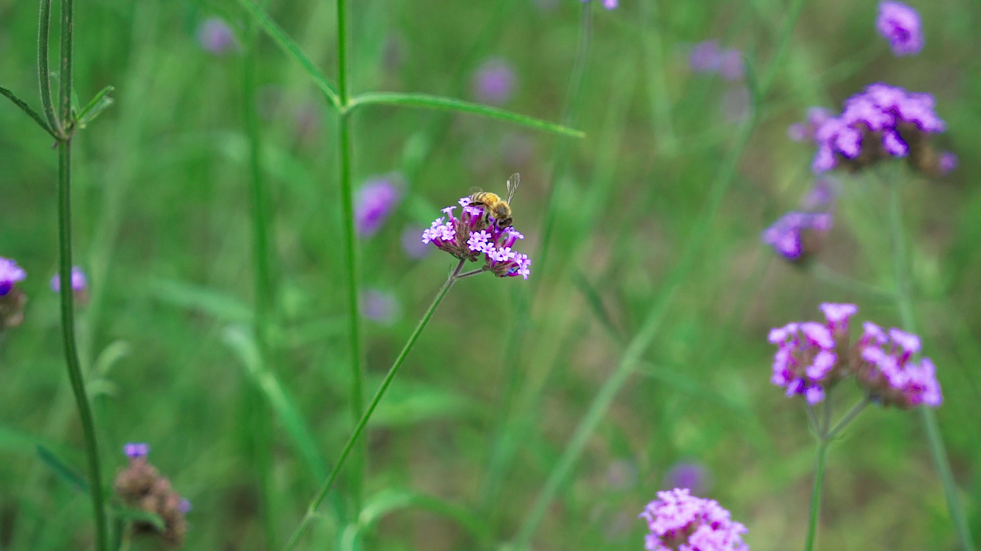 蜜蜂花朵高速摄影视频的预览图