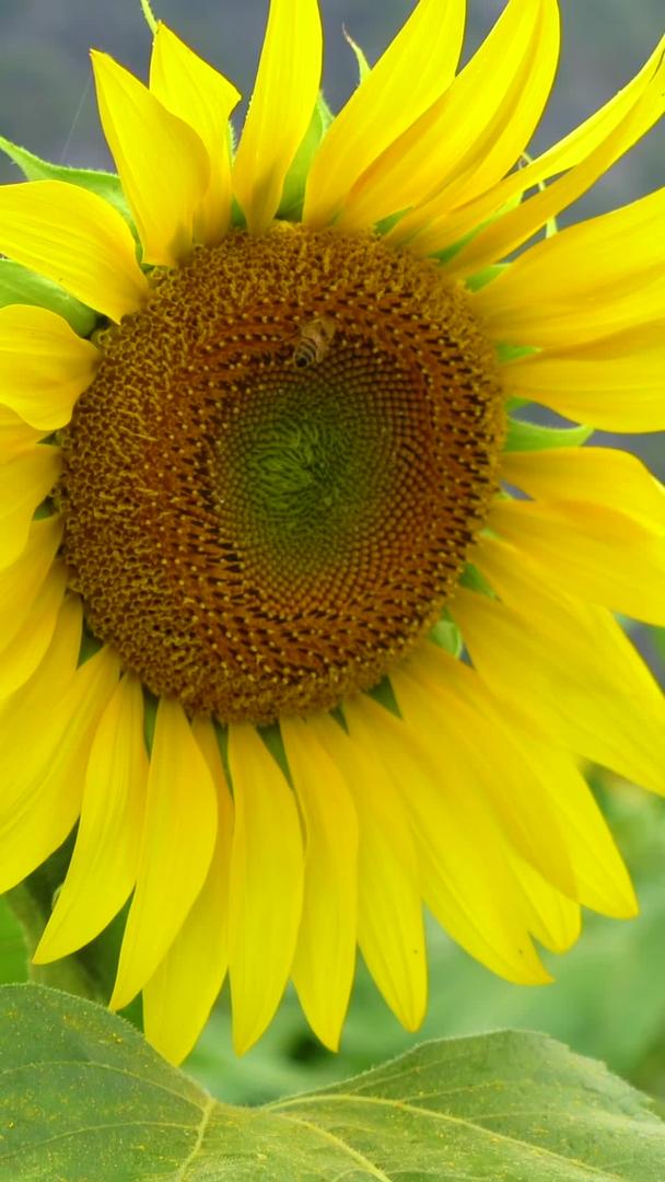 向日葵和蜜蜂景深虚实变化空镜视频的预览图