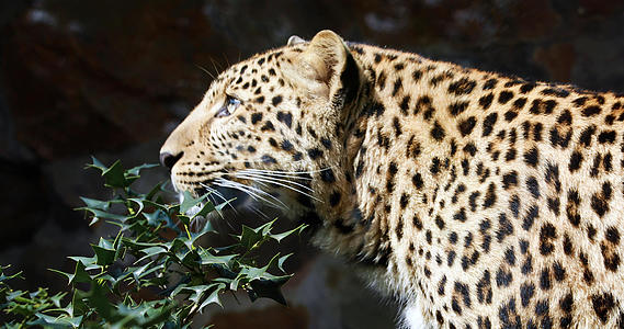 4K多角度近距离濒危保护动物花豹素材合集视频的预览图