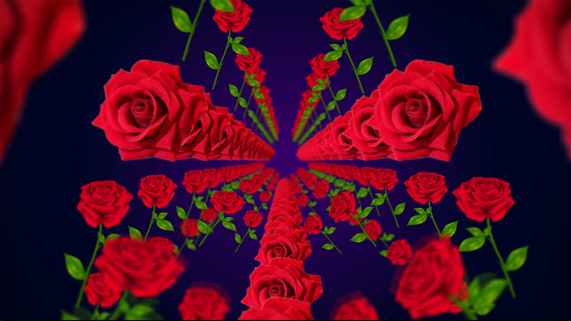 4K玫瑰花瓣舞台背景视频的预览图