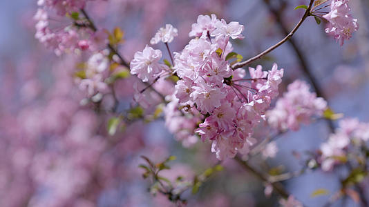 春天昆明动物园粉色樱花中景4k视频的预览图