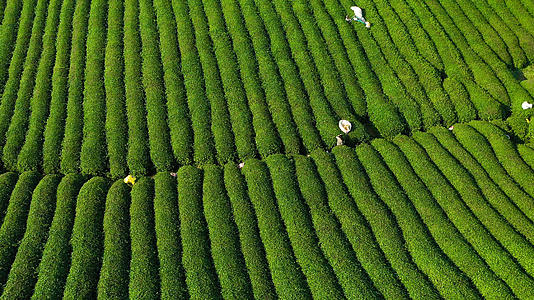 航拍4k茶园茶农丰收茶叶视频的预览图