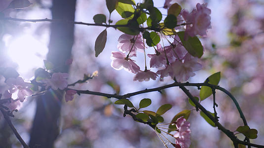 云南春天治愈粉色樱花中景4k视频的预览图
