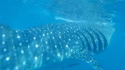 海洋动物鲸鲨视频的预览图