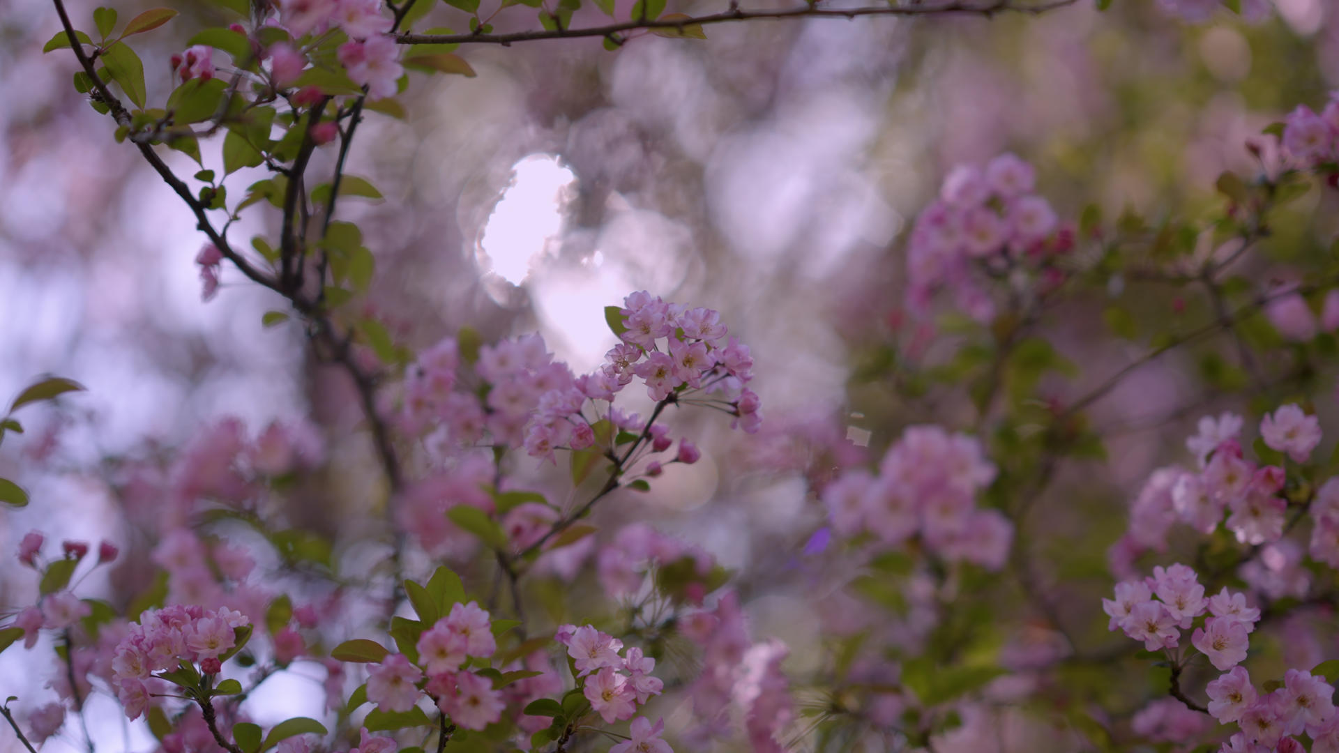 云南春天治愈逆光粉色樱花中景4k视频的预览图
