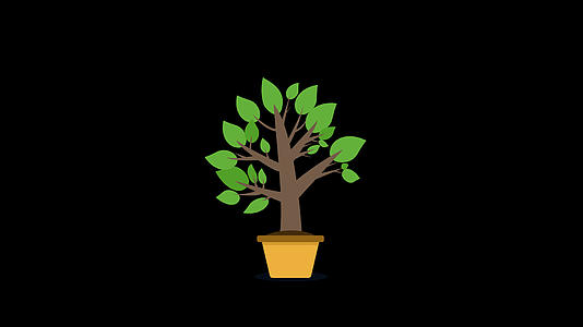 盆栽植物生长视频的预览图