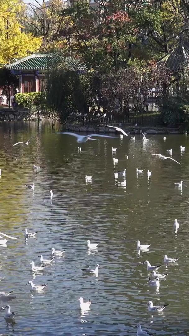 冬天云南昆明翠湖海鸥视频的预览图