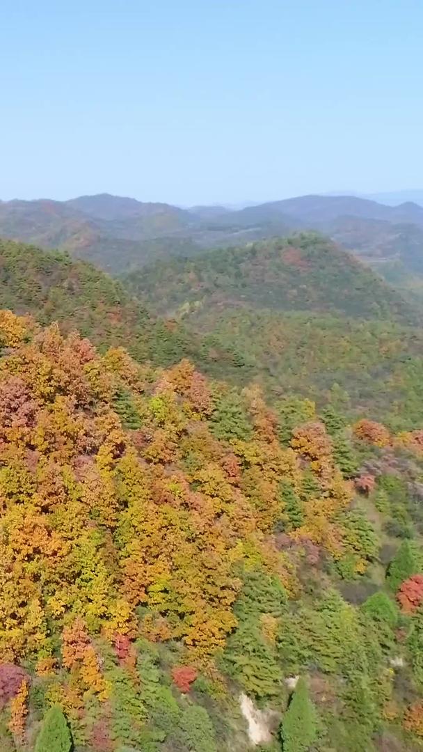 山中枫叶航拍视频的预览图