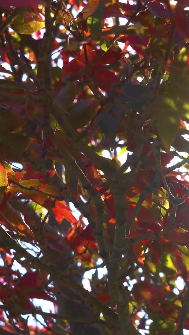 秋天的枫叶实际拍摄视频的预览图