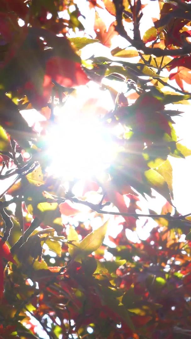 秋天的枫叶实际拍摄视频的预览图