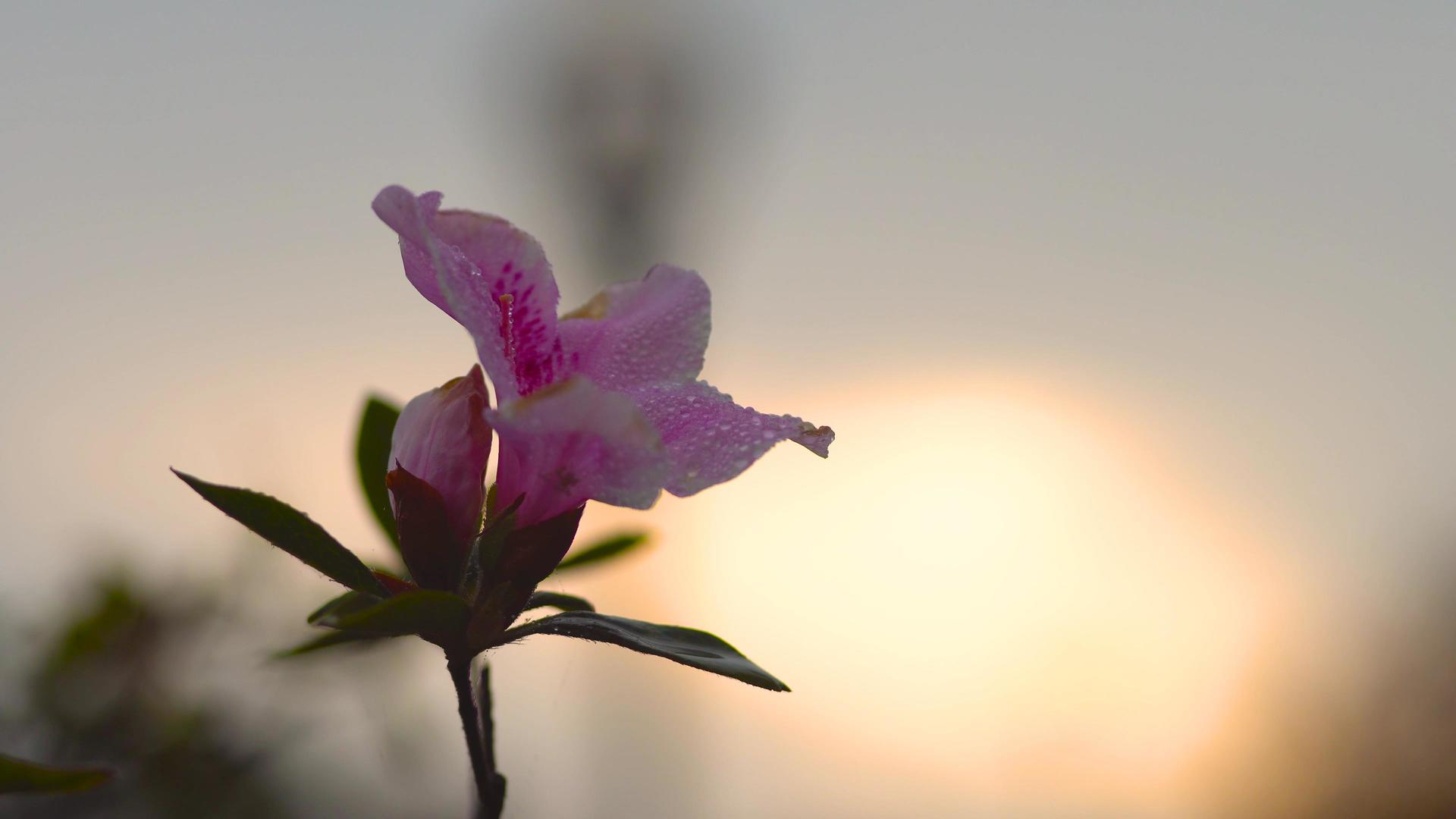 春夏日花朵植物逆光摄影视频的预览图