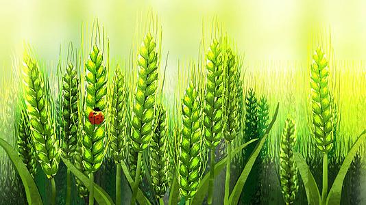 麦子植物生长卡通背景视频的预览图