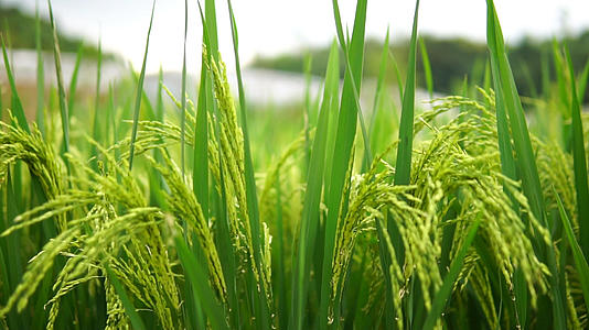 田间水稻视频的预览图